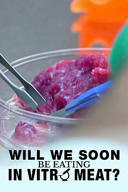 Will We Soon Be Eating In Vitro Meat?