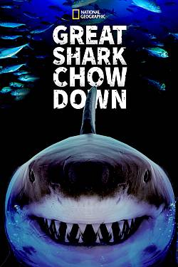 Great Shark Chow Down