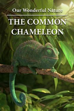 Our Wonderful Nature: The Common Chameleon