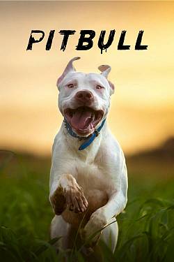 Pitbull