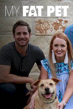 Flabby tabby and chunky chihuahua