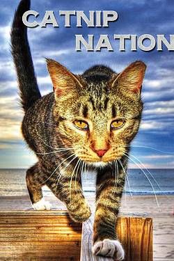 Catnip Nation