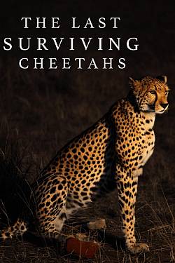 The Last Surviving Cheetahs